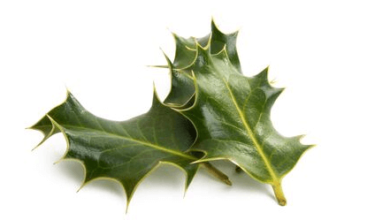 Clip Art:7s9fkra8o3i= Holly Leaf