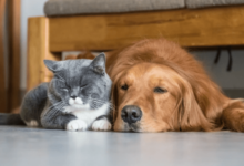 Reliable Pet Sitting Services for When You're Away