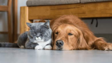 Reliable Pet Sitting Services for When You're Away