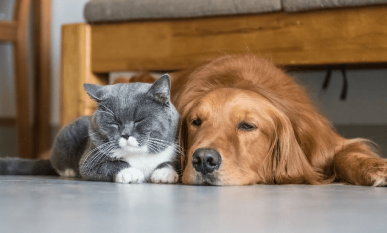 Reliable Pet Sitting Services for When You're Away