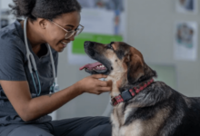 Trusted Veterinary Services for Pet Health