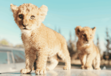 Baby:4erindnul2o= Lions