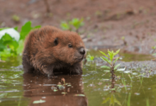 Baby:4scbjugyk-S= Beaver