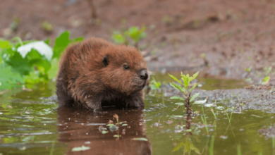 Baby:4scbjugyk-S= Beaver