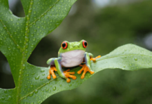 Cute:8otwrgcs4m4= Tree Frog