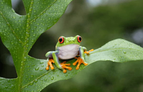 Cute:8otwrgcs4m4= Tree Frog