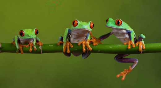 Cute:8otwrgcs4m4= Tree Frog