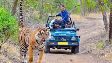 Explore the Wild: Best Gir National Park Tour Packages