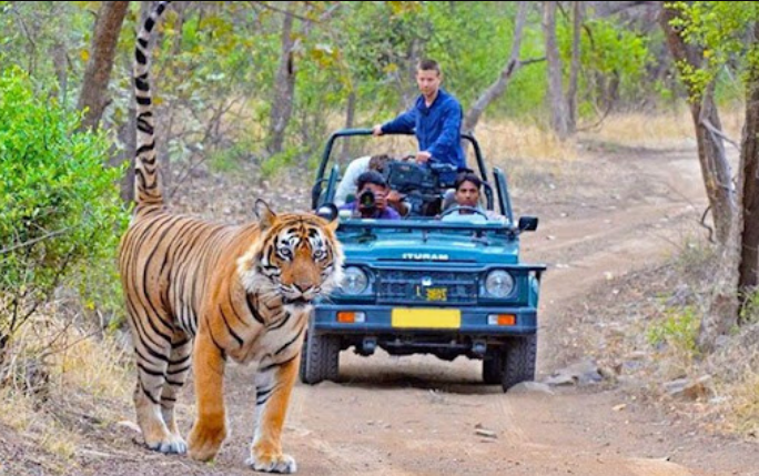 Explore the Wild: Best Gir National Park Tour Packages