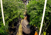 The Green Revolution of Dispensary Cannabis