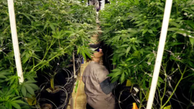 The Green Revolution of Dispensary Cannabis