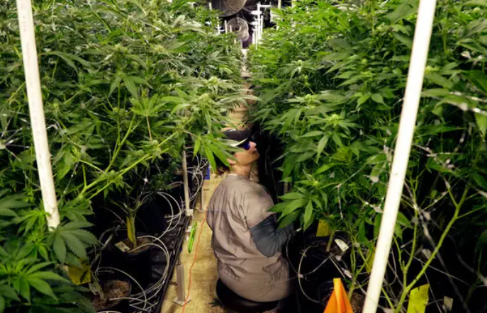 The Green Revolution of Dispensary Cannabis