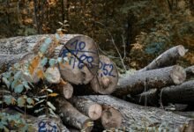 phone numbers listed in log
